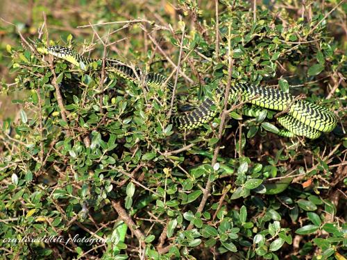 Boomslang