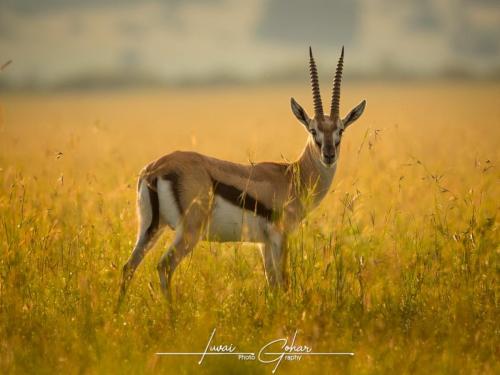 Gazelle, Thomson's