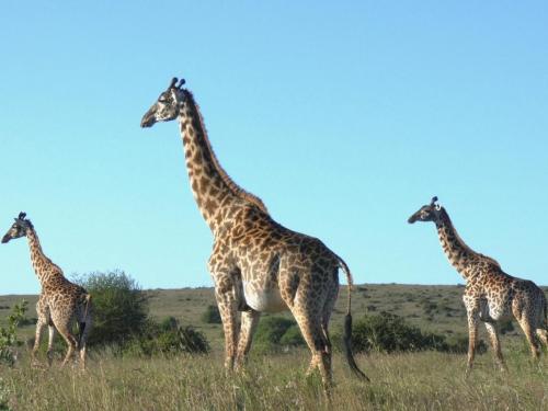 Giraffe, Masai
