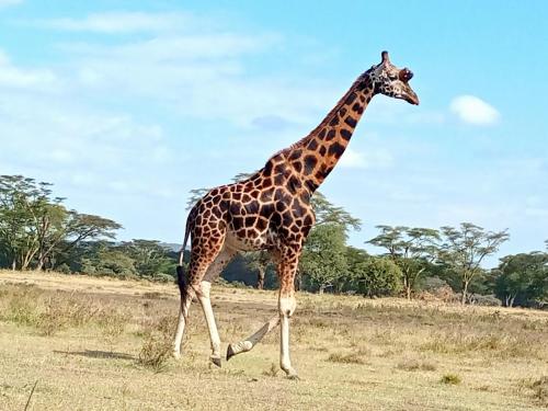 Giraffe, Nubian (Rothschilds)