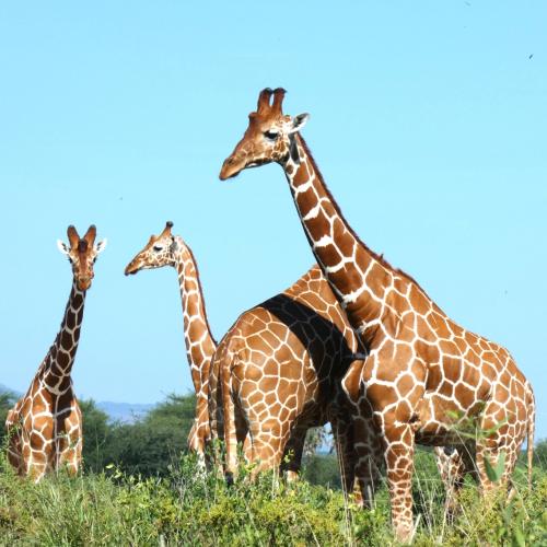 Giraffe, Reticulated
