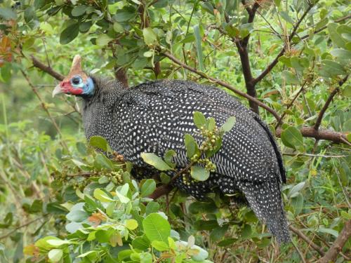 Guineafowl, Helmeted