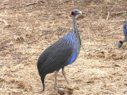 Guineafowl, Vulturine