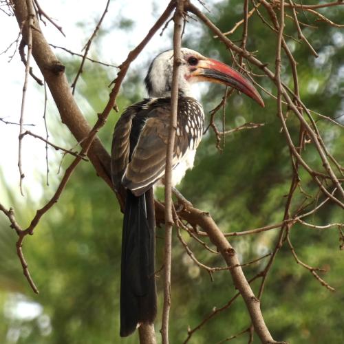 Hornbill