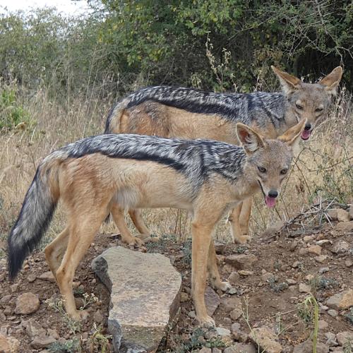 Jackal, Black-backed