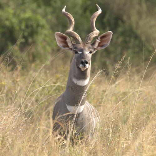 Kudu