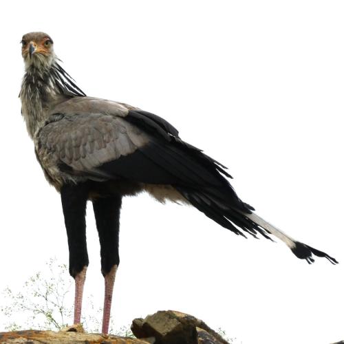 Secretary Bird