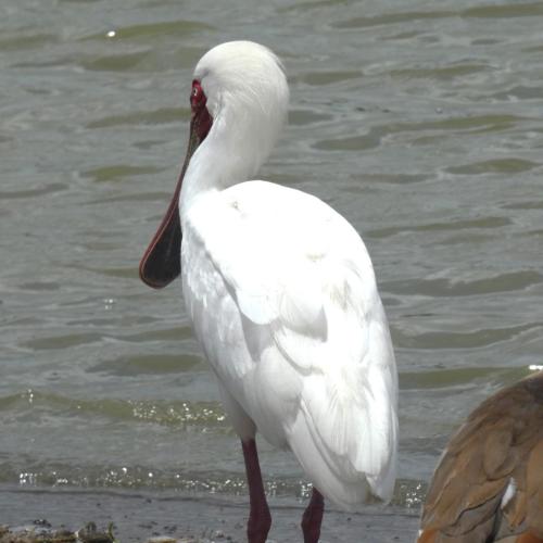 Spoonbill, African