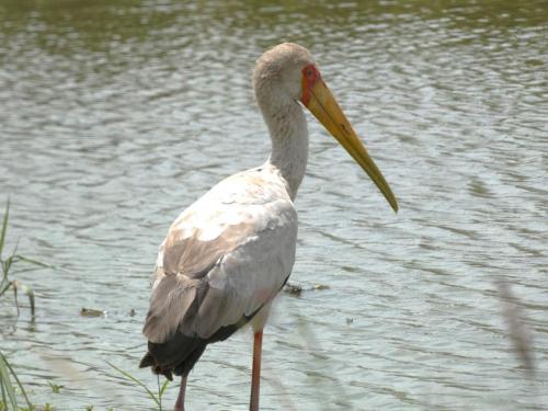Stork, Yellow-billed