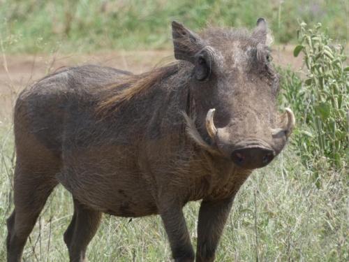 Warthog, Common