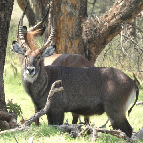 Waterbuck
