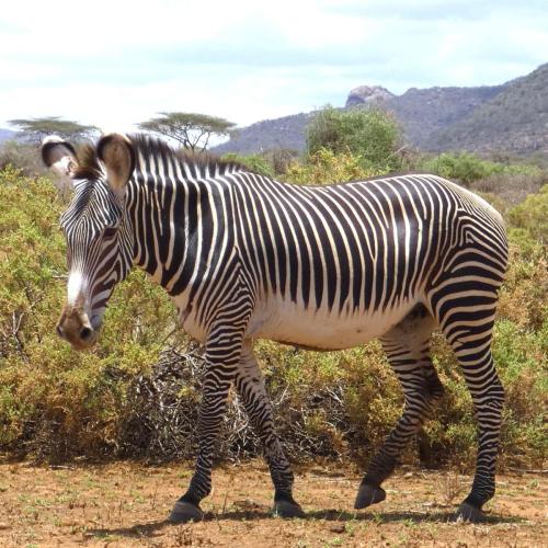 Zebra, Grevys